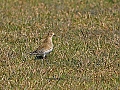 Vorschaubild Goldregenpfeifer