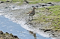 Vorschaubild Graubrust-Strandläufer