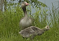 Vorschaubild Graugans