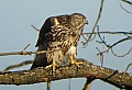 Vorschaubild Habicht