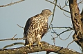 Vorschaubild Habicht