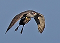 Vorschaubild Habicht