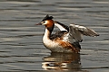 Vorschaubild Haubentaucher