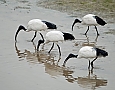 Vorschaubild Heiliger Ibis