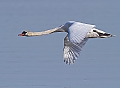 Vorschaubild Höckerschwan Vorschaubild Höckerschwan