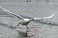 Vorschaubild Höckerschwan