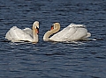 Vorschaubild Höckerschwan Vorschaubild Höckerschwan