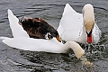 Vorschaubild Höckerschwan Vorschaubild Höckerschwan