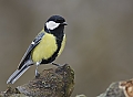 Vorschaubild Kohlmeise