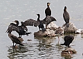 Vorschaubild Kormoran