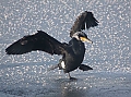 Vorschaubild Kormoran