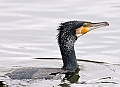 Vorschaubild Kormoran