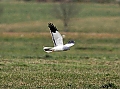 Vorschaubild Kornweihe Vorschaubild Kornweihe