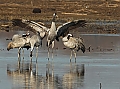 Vorschaubild Kranich