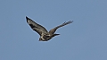 Vorschaubild Mäusebussard