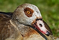 Vorschaubild Nilgans