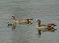 Vorschaubild Nilgans
