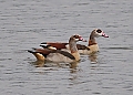 Vorschaubild Nilgans