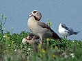 Vorschaubild Nilgans