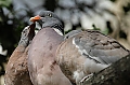 Vorschaubild Ringeltaube