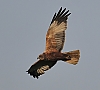 Vorschaubild Rohrweihe