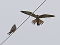 Vorschaubild Rotfußfalke