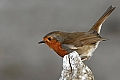 Vorschaubild Rotkehlchen