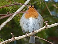 Vorschaubild Rotkehlchen