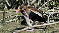 Vorschaubild Rotschnabel-Pfeifgans Vorschaubild Rotschnabel-Pfeifgans