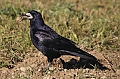 Vorschaubild Saatkrähe