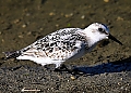 Vorschaubild Sanderling