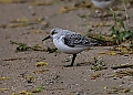 Vorschaubild Sanderling