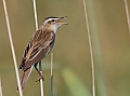 Vorschaubild Schilfrohrsänger