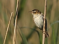 Vorschaubild Schilfrohrsänger