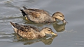 Vorschaubild Schnatterente
