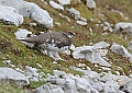 Vorschaubild Alpenschneehuhn