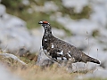 Vorschaubild Alpenschneehuhn