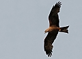 Vorschaubild Schwarzmilan