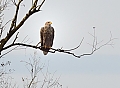 Vorschaubild Seeadler