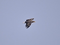 Vorschaubild Seeadler Vorschaubild Seeadler