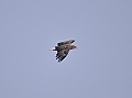 Vorschaubild Seeadler