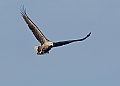 Vorschaubild Seeadler