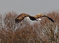 Vorschaubild Seeadler