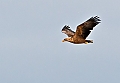 Vorschaubild Seeadler