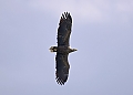 Vorschaubild Seeadler
