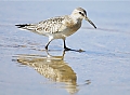 Vorschaubild Sichelstrandläufer