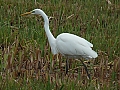 Vorschaubild Silberreiher