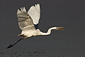 Vorschaubild Silberreiher