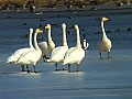Vorschaubild Singschwan