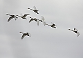 Vorschaubild Singschwan